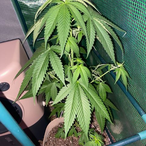 Purple Kush  growlog timeline photo