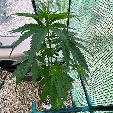 Purple Kush  growlog timeline photo