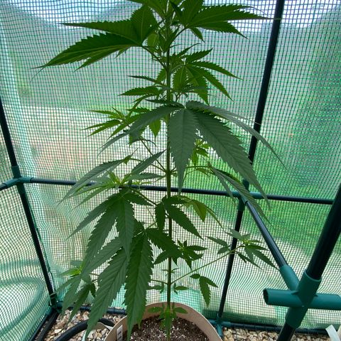 Purple Kush  growlog timeline photo