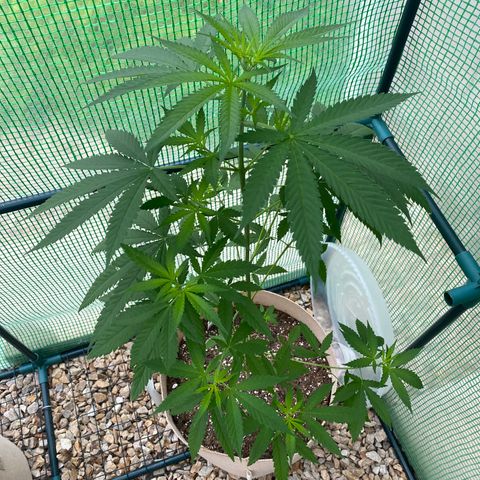 “Big” Girl Scout Cookies  growlog timeline photo