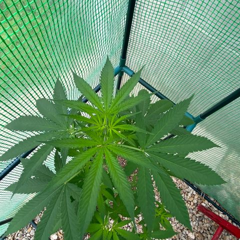 “Big” Girl Scout Cookies  growlog timeline photo