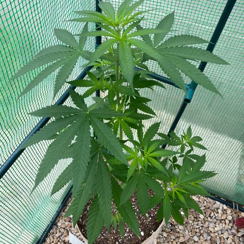 “Big” Girl Scout Cookies  growlog timeline photo