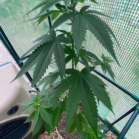 Purple Kush  growlog timeline photo