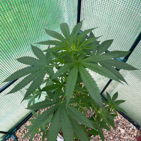 “Big” Girl Scout Cookies  growlog timeline photo