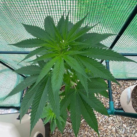 Purple Kush  growlog timeline photo