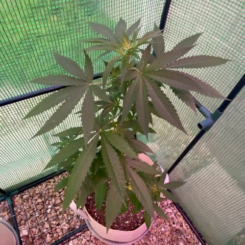 “Big” Girl Scout Cookies  growlog timeline photo