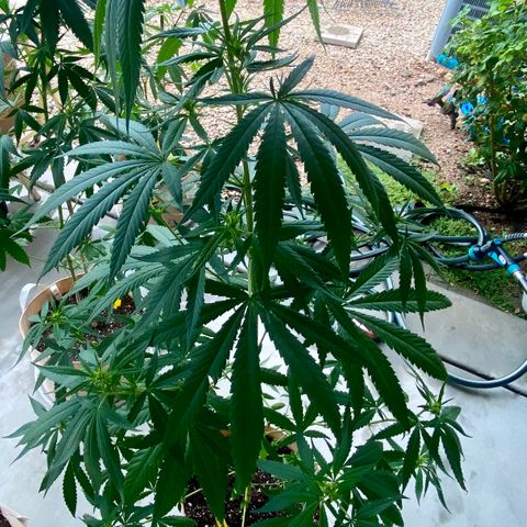 “Big” Girl Scout Cookies  growlog timeline photo
