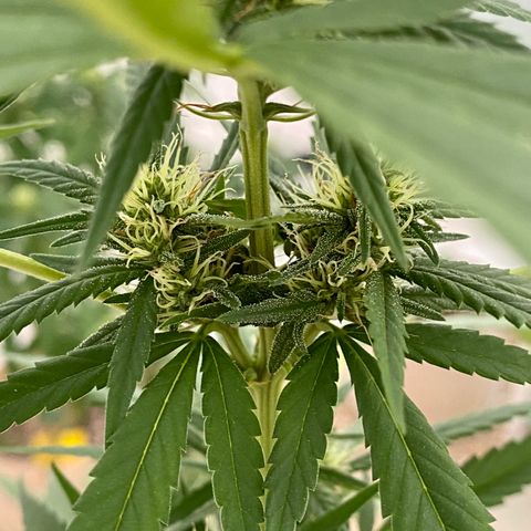 “Big” Girl Scout Cookies  growlog timeline photo