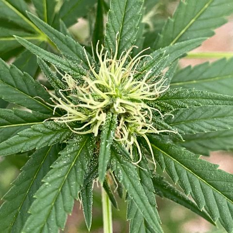 “Big” Girl Scout Cookies  growlog timeline photo