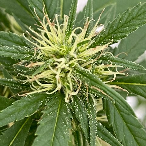 “Big” Girl Scout Cookies  growlog timeline photo