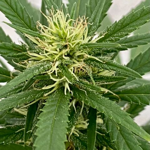 “Big” Girl Scout Cookies  growlog timeline photo