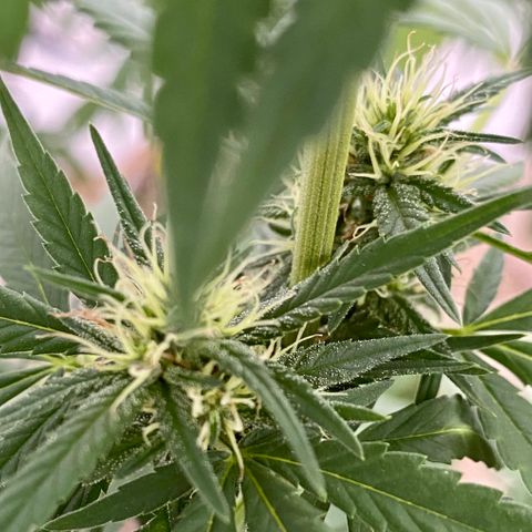 “Big” Girl Scout Cookies  growlog timeline photo