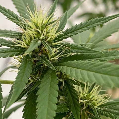 “Big” Girl Scout Cookies  growlog timeline photo