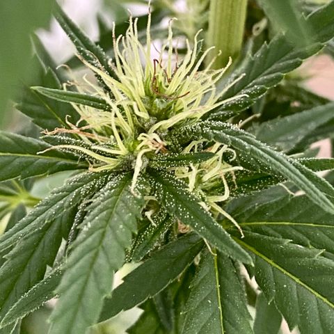 “Big” Girl Scout Cookies  growlog timeline photo