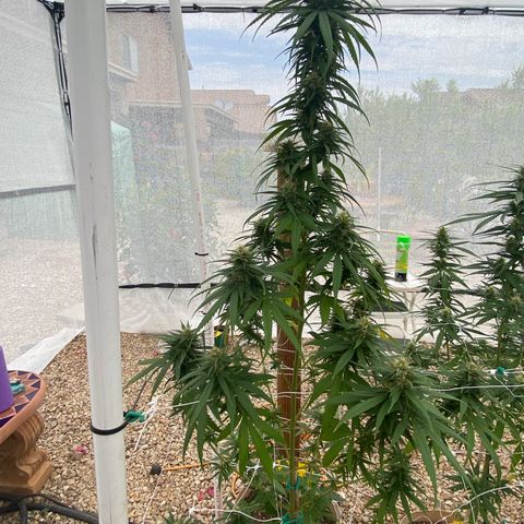 Purple Kush  growlog timeline photo