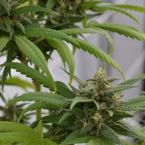 “Big” Girl Scout Cookies  growlog photo: Photos taken with DSLR camera