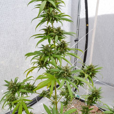 “Big” Girl Scout Cookies  growlog photo: Photos taken with DSLR camera