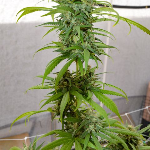 “Big” Girl Scout Cookies  growlog photo: Photos taken with DSLR camera