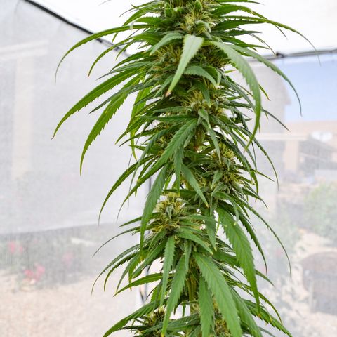 Purple Kush  growlog photo: Photos taken with DSLR camera