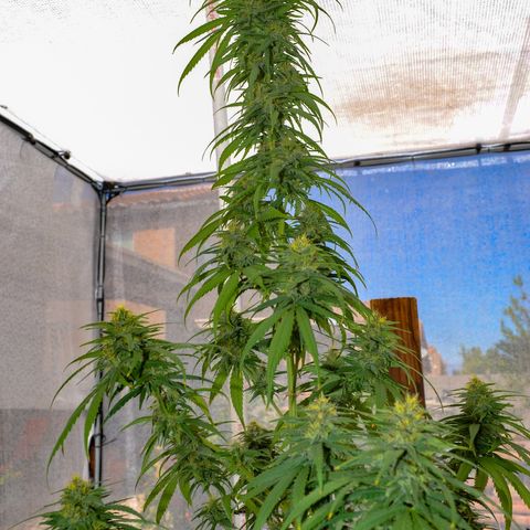 Purple Kush  growlog photo: Photos taken with DSLR camera