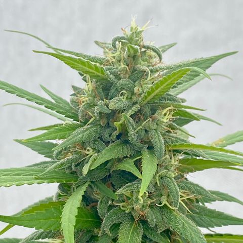 “Big” Girl Scout Cookies  growlog timeline photo