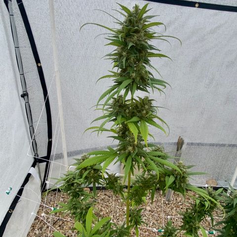 “Big” Girl Scout Cookies  growlog timeline photo