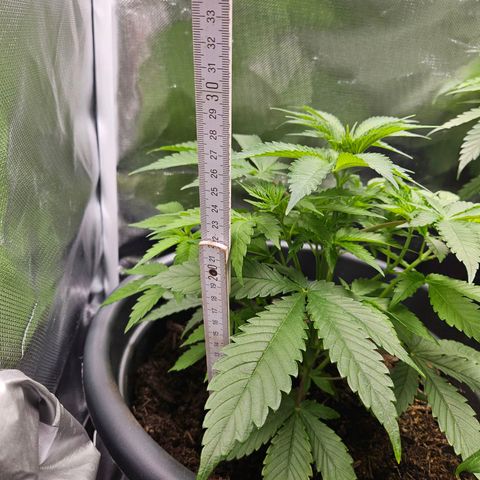 Banana growlog timeline photo