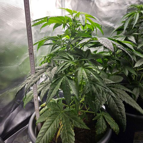 White Choco Haze growlog timeline photo