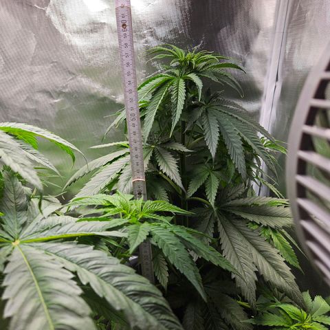 Kalini Asia growlog timeline photo