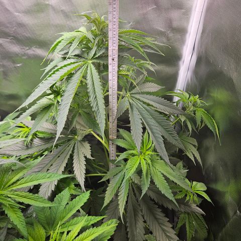 Kalini Asia growlog timeline photo