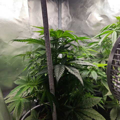 White Choco Haze growlog timeline photo