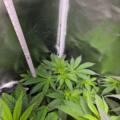 Banana growlog timeline photo