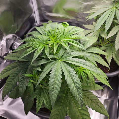 White Choco Haze growlog timeline photo