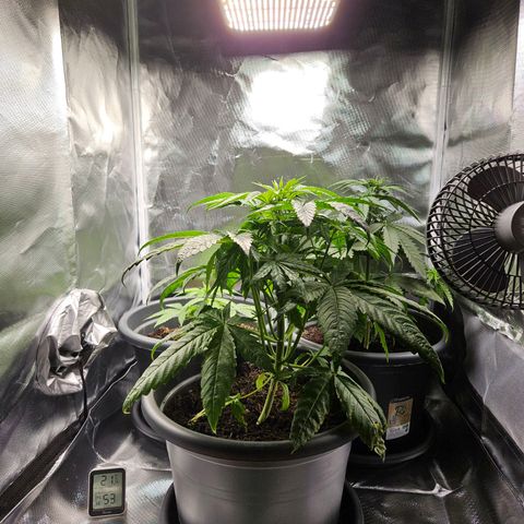 White Choco Haze growlog timeline photo