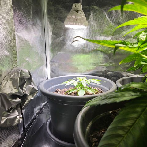 Banana growlog timeline photo