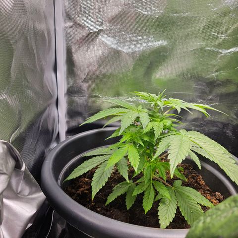 Banana growlog timeline photo