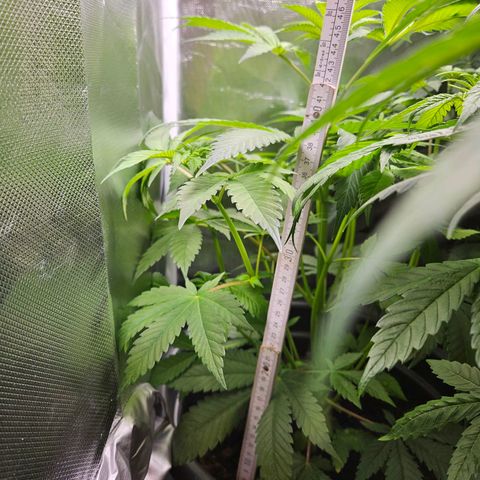 Banana growlog timeline photo