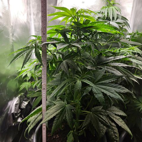White Choco Haze growlog timeline photo