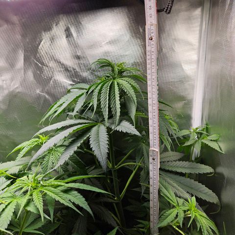 Kalini Asia growlog timeline photo
