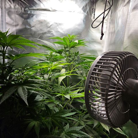 Kalini Asia growlog timeline photo