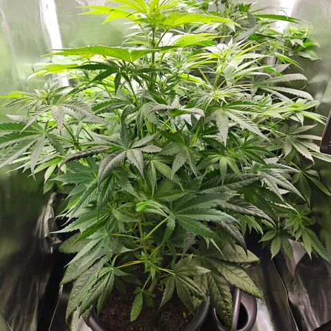 White Choco Haze growlog timeline photo
