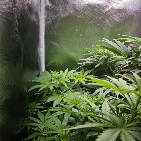 Banana growlog timeline photo
