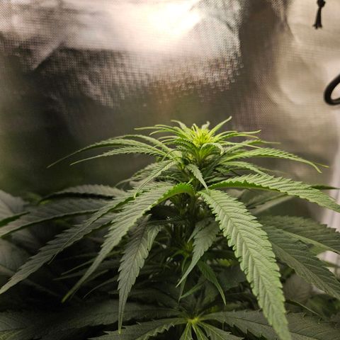 Kalini Asia growlog timeline photo