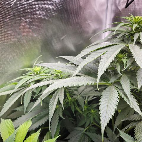 Kalini Asia growlog timeline photo