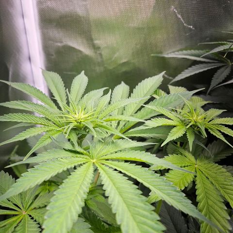 Banana growlog timeline photo