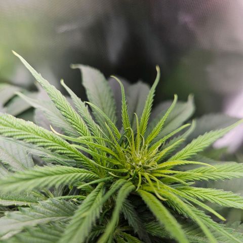 White Choco Haze growlog timeline photo