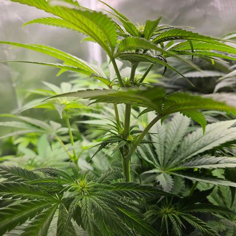 White Choco Haze growlog timeline photo