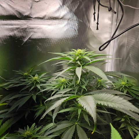Kalini Asia growlog timeline photo