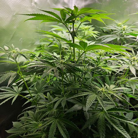 White Choco Haze growlog timeline photo