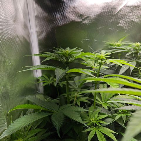 Banana growlog timeline photo